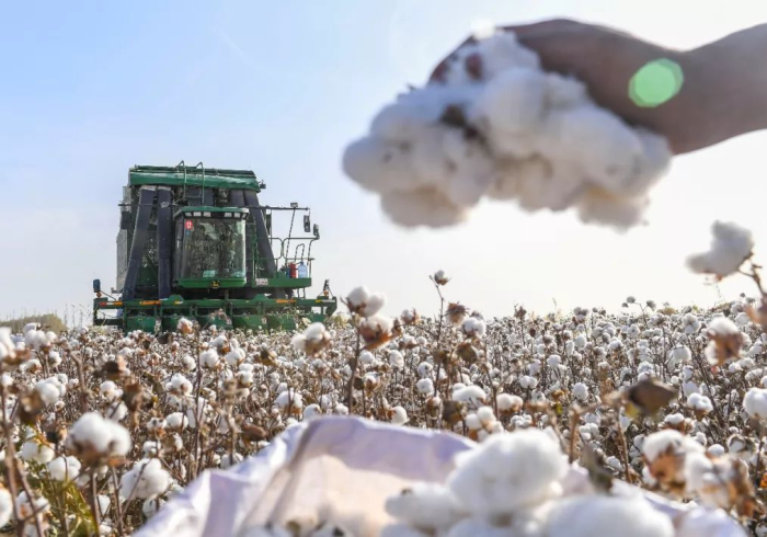 新疆棉花与广州木棉,疫情双城记中的生命韧性 新疆棉花与广州木棉,疫情双城记中的生命韧性