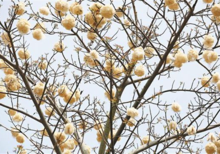 新疆棉花与广州木棉,疫情双城记中的生命韧性 新疆棉花与广州木棉,疫情双城记中的生命韧性