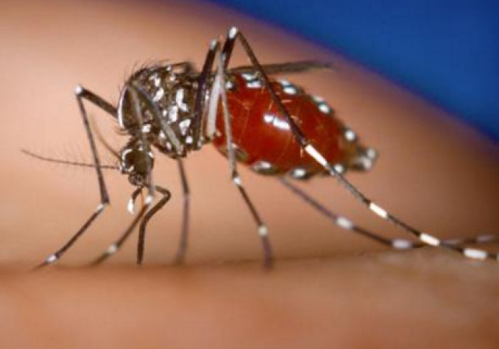 当暖冬遇上伊蚊，广州2024年12月登革热警示录