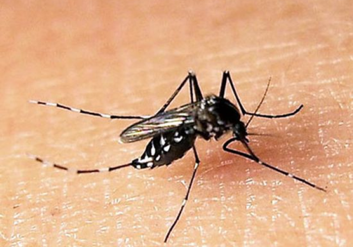 当暖冬遇上伊蚊，广州2024年12月登革热警示录