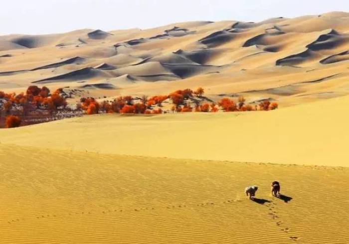 银川战疫，黄沙中的生命长城与人性微光