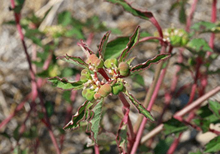 黑龙江与澳门,疫情下的冰与火考验 黑龙江与澳门,疫情下的冰与火考验