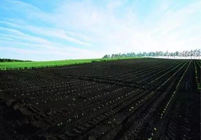 黑土地上的生命拉锯战，当病情成为省情的隐喻