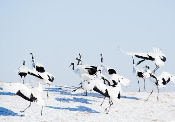 数据背后,黑龙江疫情统计图上的冰与火之歌 数据背后,黑龙江疫情统计图上的冰与火之歌