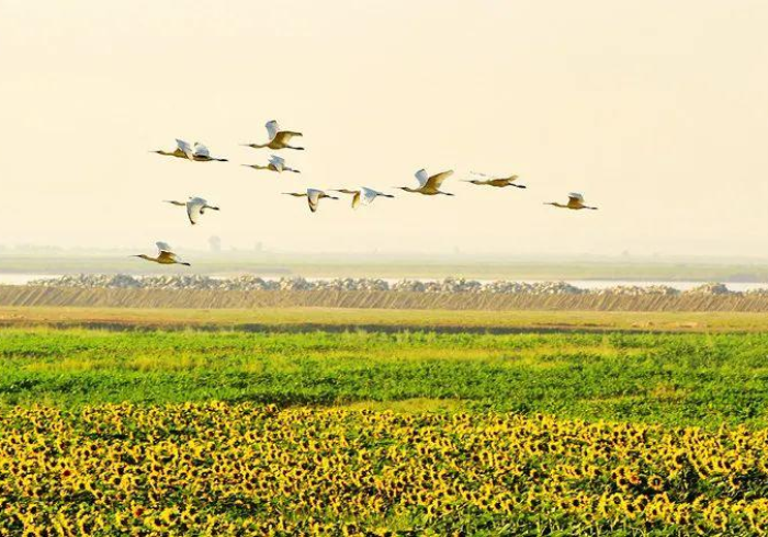 疫情下的塞上江南，宁夏回族自治区的坚守与复苏之路