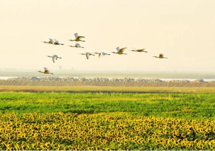 疫情下的塞上江南，宁夏回族自治区的坚守与复苏之路