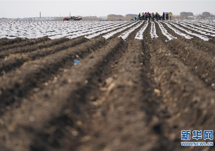 疫情通报折射黑土地上的治理韧性,黑龙江兰西的透明之战 疫情通报折射黑土地上的治理韧性,黑龙江兰西的透明之战