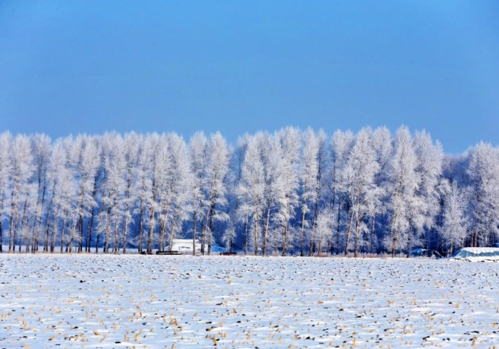 黑土地上的无声战役,黑龙江役情背后的坚韧与守望 黑土地上的无声战役,黑龙江役情背后的坚韧与守望
