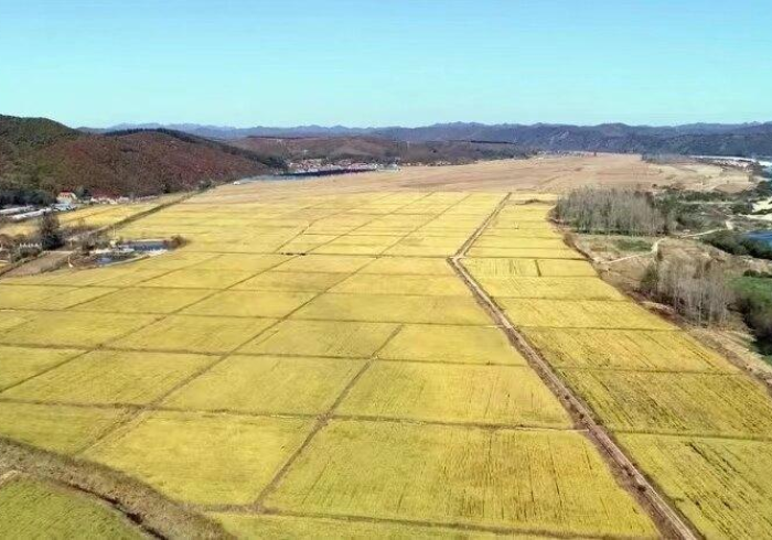 疫情地图,黑土地上的数字防线与人心灯塔 疫情地图,黑土地上的数字防线与人心灯塔