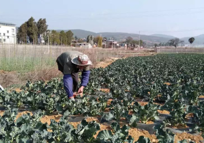 宁夏战疫,民族自治区的石榴籽防线 宁夏战疫,民族自治区的石榴籽防线