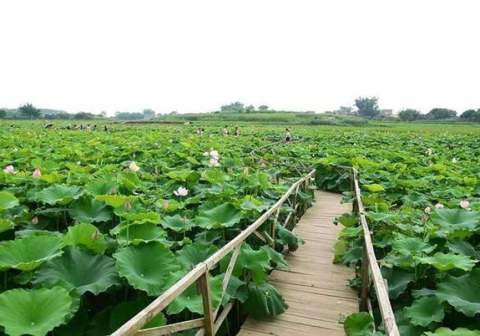 广西人赴澳无限签,一扇门,两地情,无限可能 广西人赴澳无限签,一扇门,两地情,无限可能