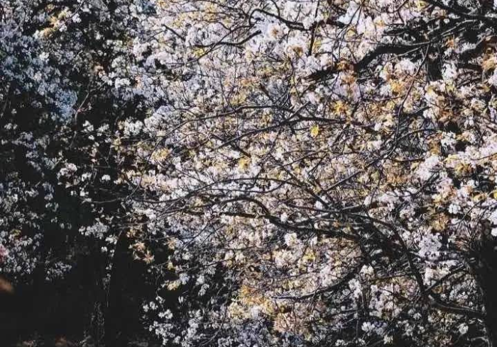 广西对武汉疫情支援,跨越千里的山水情 广西对武汉疫情支援,跨越千里的山水情