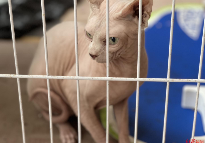 重庆防疫政策解读,广西来渝人员需要隔离吗? 重庆防疫政策解读,广西来渝人员需要隔离吗?