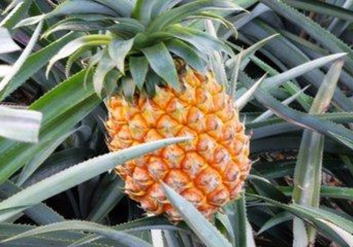 广西离澳门近吗?跨越珠江口的近与远 广西离澳门近吗?跨越珠江口的近与远