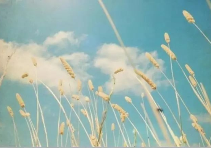 澳门疫情,风浪中的莲花,何以厉害? 澳门疫情,风浪中的莲花,何以厉害?