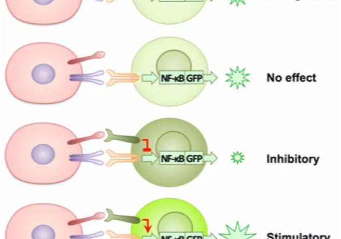 广州疫苗与其它省疫苗,同源同质,共筑国家免疫长城 广州疫苗与其它省疫苗,同源同质,共筑国家免疫长城