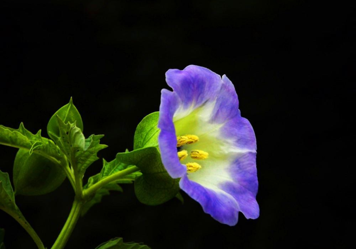 广州北京生物疫苗,一剂跨越南北的守护 广州北京生物疫苗,一剂跨越南北的守护